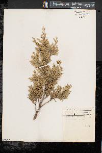 Chamaecyparis thyoides image