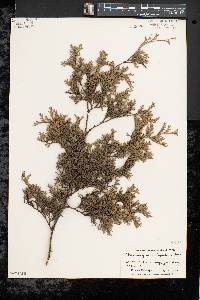 Chamaecyparis thyoides image