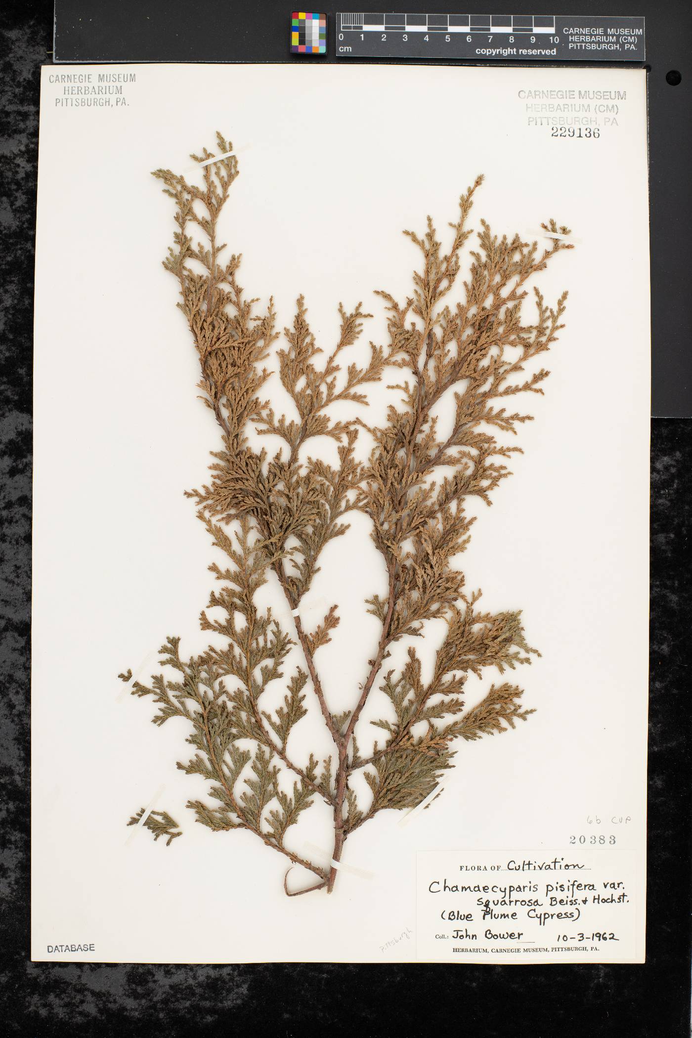 Chamaecyparis pisifera image