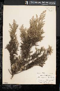 Chamaecyparis thyoides image