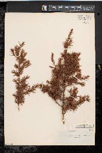 Juniperus communis var. depressa image