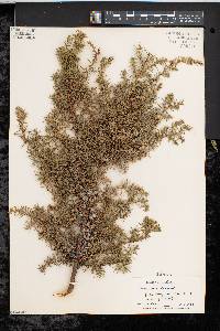 Juniperus communis var. depressa image