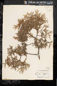 Thuja occidentalis image