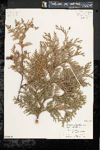 Thuja occidentalis image