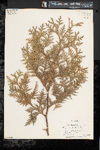 Thuja occidentalis image