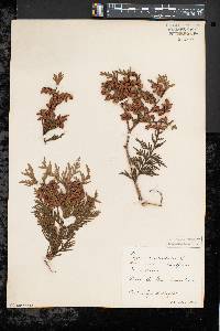 Thuja occidentalis image