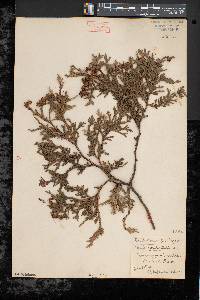 Thuja occidentalis image