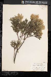 Thuja occidentalis image