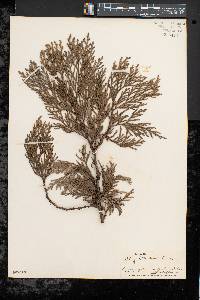 Thuja standishii image