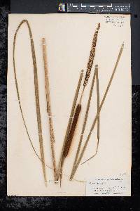 Typha angustifolia image