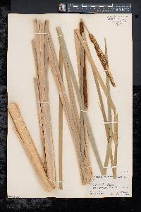 Typha angustifolia image