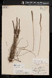 Plantago maritima image