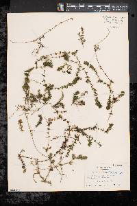 Elodea canadensis image