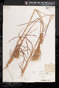 Andropogon glomeratus image