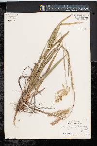 Bromus latiglumis image