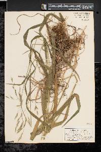 Bromus pubescens image