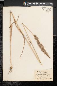 Calamagrostis cinnoides image