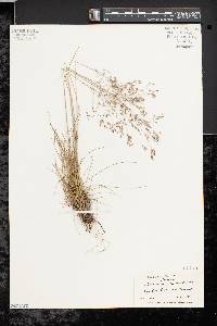 Deschampsia flexuosa image