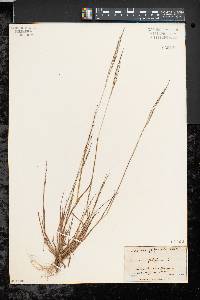 Digitaria filiformis image