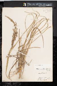 Panicum amarum image