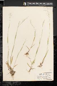 Dichanthelium dichotomum subsp. lucidum image