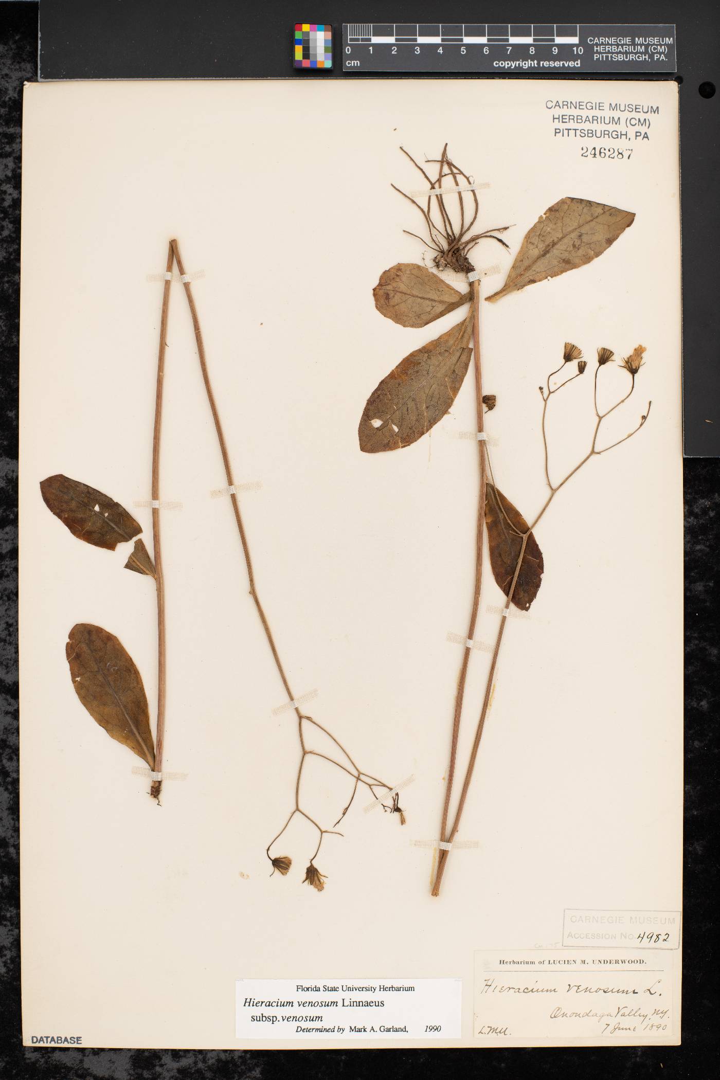 Hieracium venosum subsp. venosum image