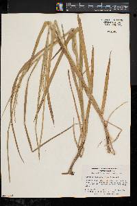 Glyceria melicaria image