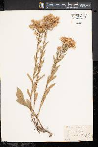 Aster gracilis image