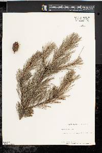 Pinus sylvestris image