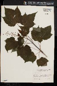 Acer spicatum image