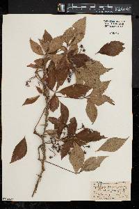 Parthenocissus quinquefolia f. hirsuta image