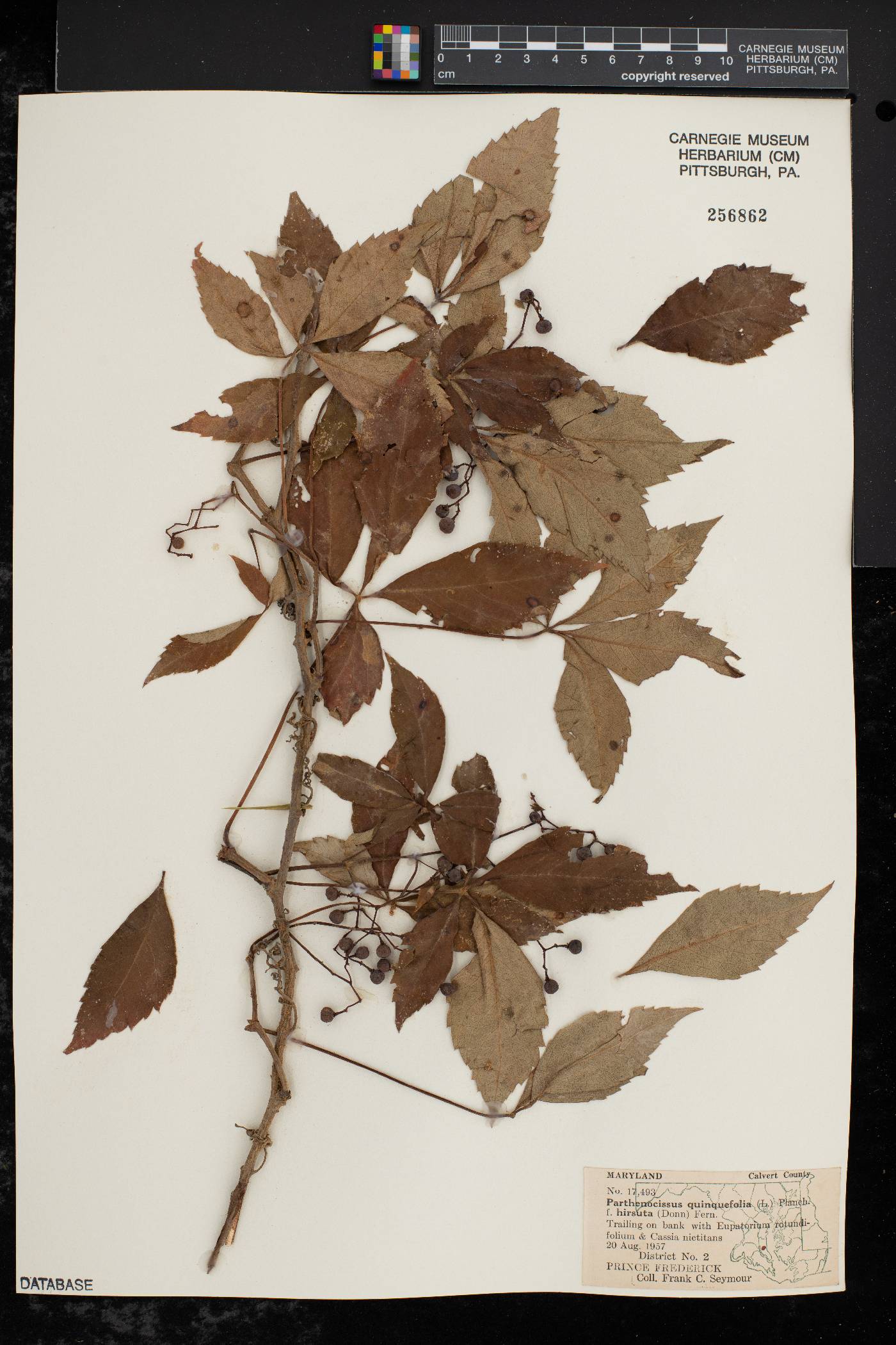 Parthenocissus quinquefolia f. hirsuta image