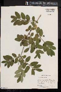 Lonicera morrowii image