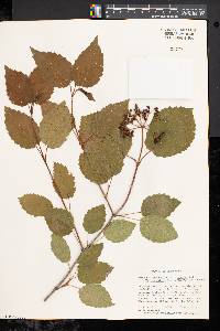 Viburnum dentatum var. lucidum image