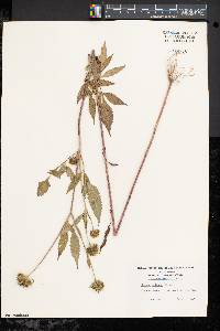 Bidens vulgata image