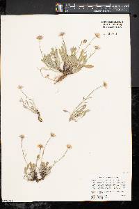 Eriophyllum lanatum image