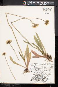 Hieracium caespitosum image