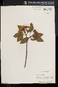 Viburnum cassinoides image