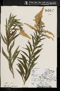 Solidago canadensis var. canadensis image