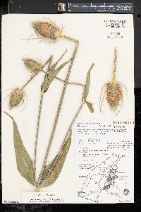 Dipsacus fullonum image