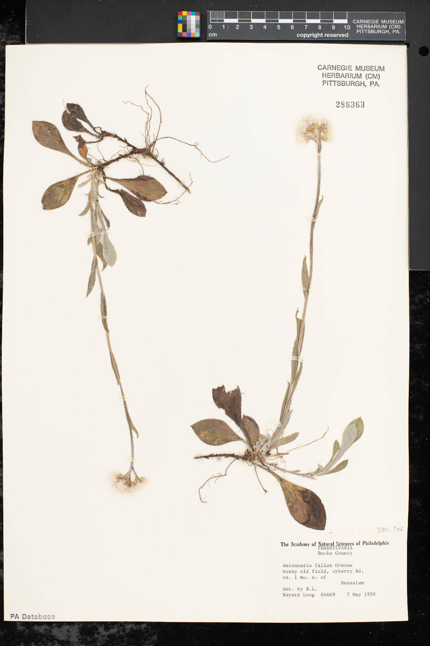 Antennaria parlinii subsp. fallax image