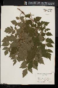 Koelreuteria paniculata image