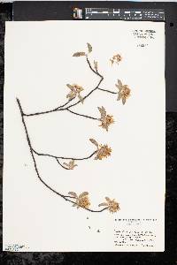 Amelanchier canadensis image