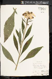 Verbesina alternifolia image