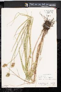 Carex bebbii image