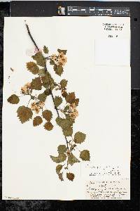 Crataegus gattingeri image