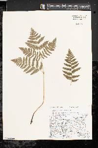 Pteridium aquilinum var. latiusculum image