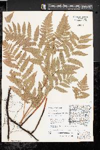 Pteridium aquilinum var. latiusculum image