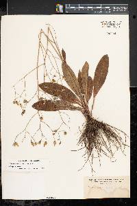 Hieracium venosum image