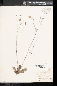Hieracium venosum subsp. venosum image